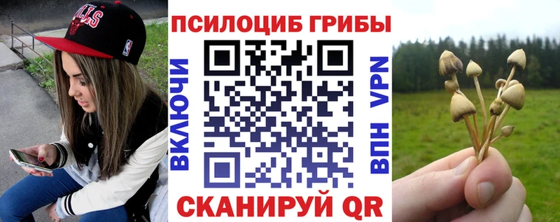 Купить где  Пучеж  Псилоцибиновые грибы Cubensis 